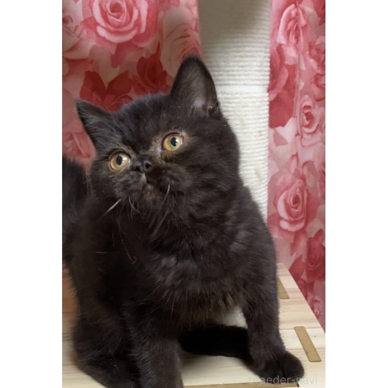 販売中の福岡県のエキゾチックショートヘア-123234の3枚目