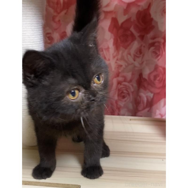 販売中の福岡県のエキゾチックショートヘア-123234の2枚目