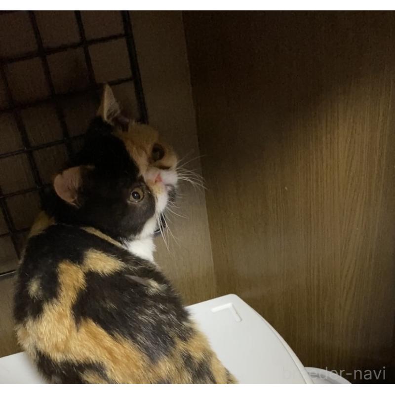 販売中の福岡県のエキゾチックショートヘア-129342の3枚目