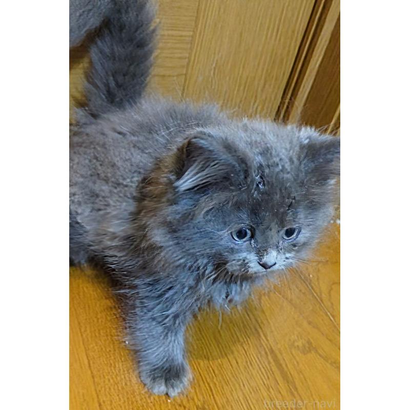 販売中の三重県のラガマフィン-129343の3枚目