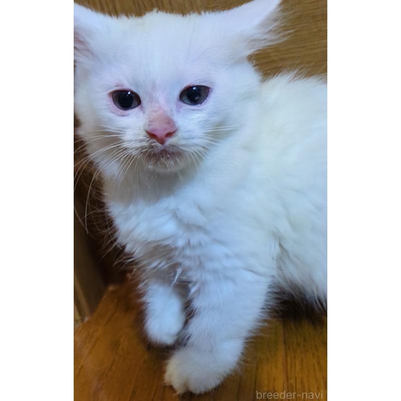 販売中の三重県のラガマフィン-129344の1枚目