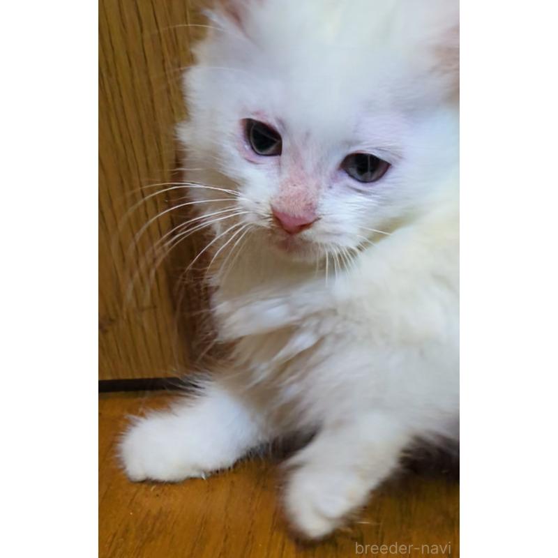 販売中の三重県のラガマフィン-129344の3枚目