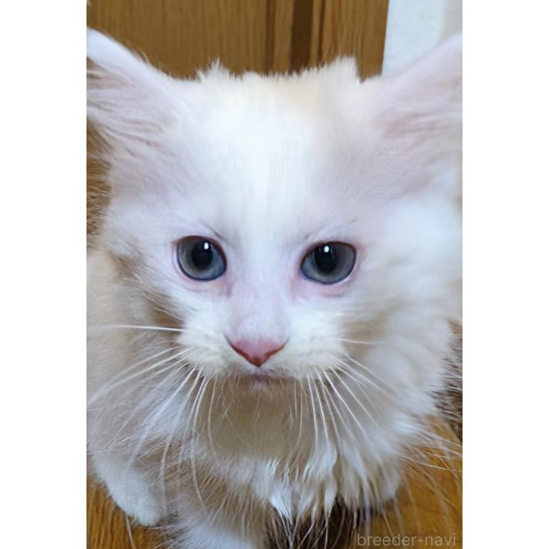 販売中の三重県のラガマフィン-129345の1枚目