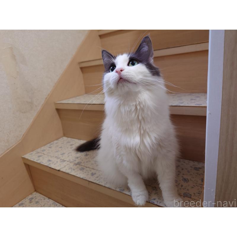 販売中の埼玉県のノルウェージャンフォレストキャット-103929の6枚目