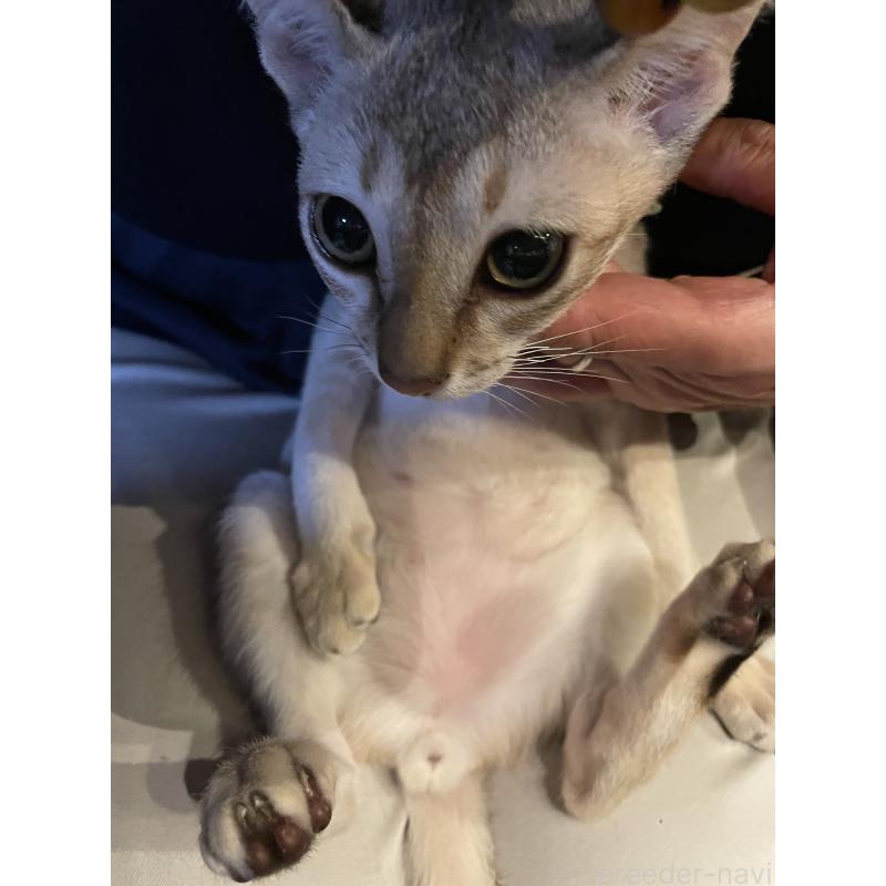 成約済の広島県のシンガプーラ-125607の2枚目