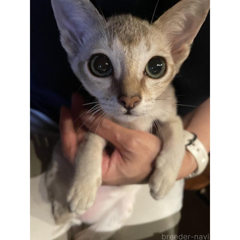 成約済の広島県のシンガプーラ-125609の3枚目