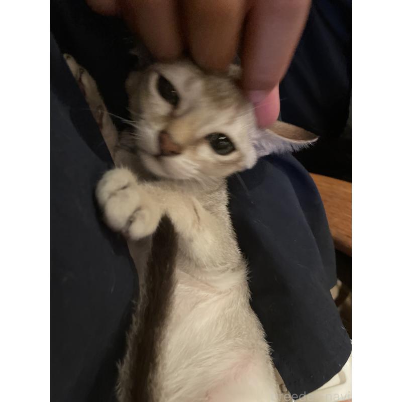 成約済の広島県のシンガプーラ-125609の2枚目