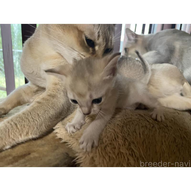 販売中の広島県のシンガプーラ-129354の3枚目