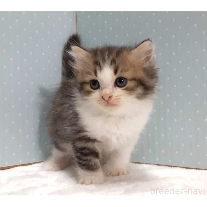 販売中の岐阜県のミックス-129017の2枚目