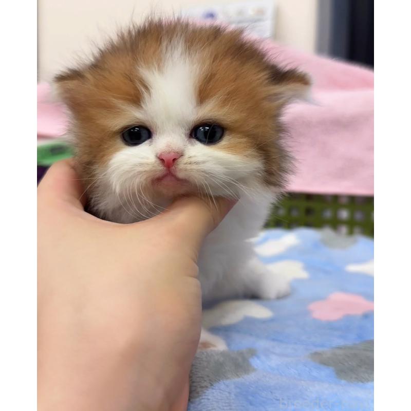 販売中の静岡県のミヌエット-126914の2枚目