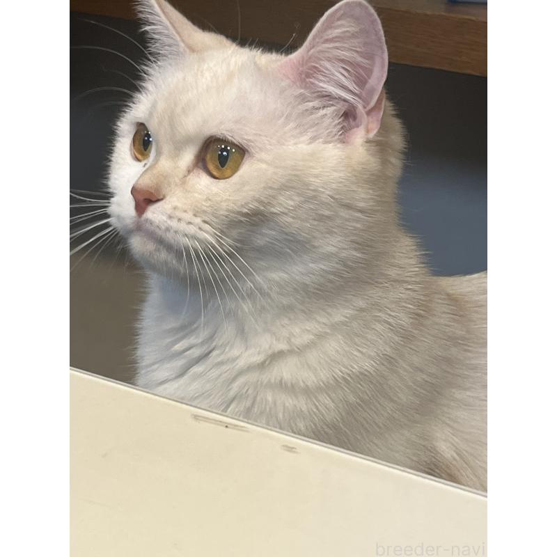 販売中の東京都のスコティッシュフォールド-120748の3枚目