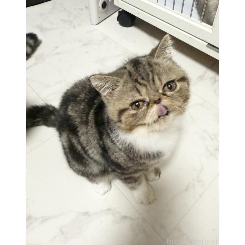 販売中の熊本県のエキゾチックショートヘア-124453の4枚目