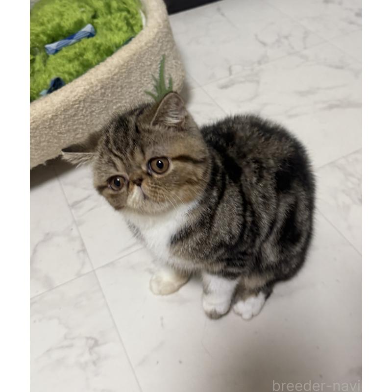 販売中の熊本県のエキゾチックショートヘア-124453の3枚目