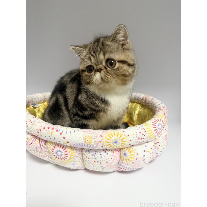 販売中の熊本県のエキゾチックショートヘア-124453の2枚目