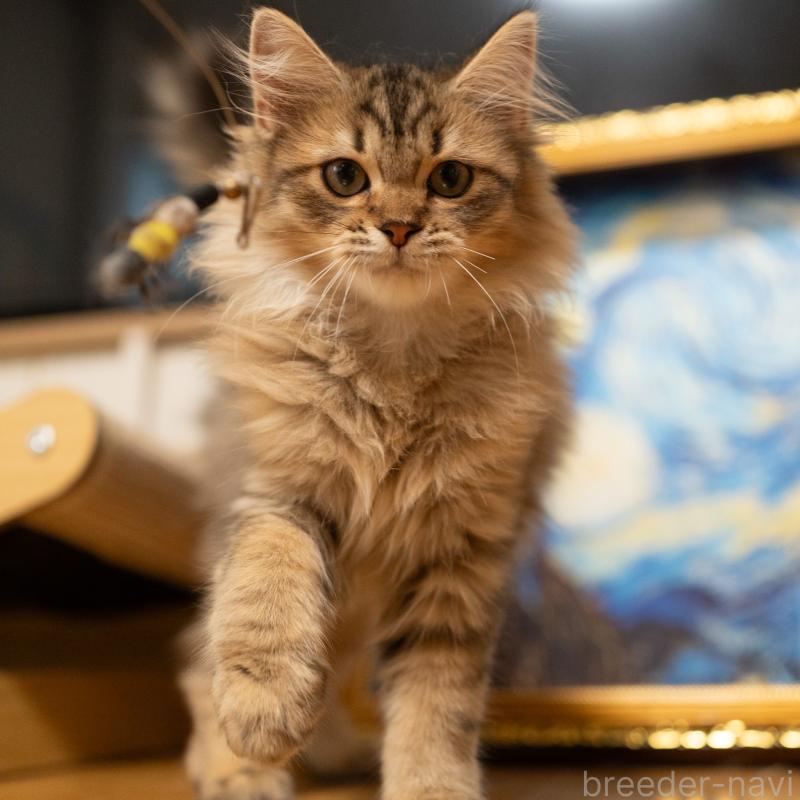 販売中の大阪府のサイベリアン-127476の10枚目