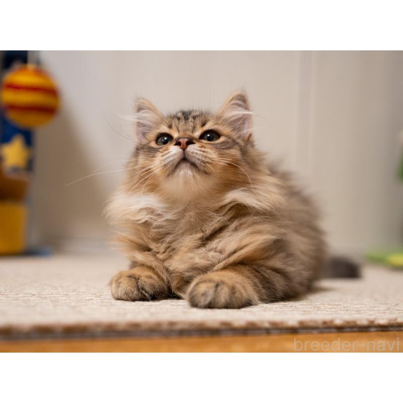 販売中の大阪府のサイベリアン-127476の9枚目