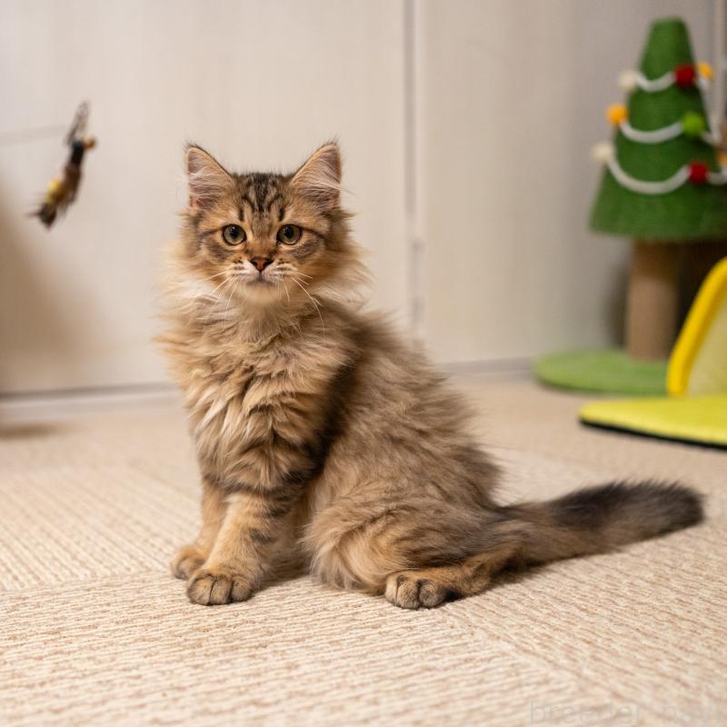 販売中の大阪府のサイベリアン-127476の8枚目