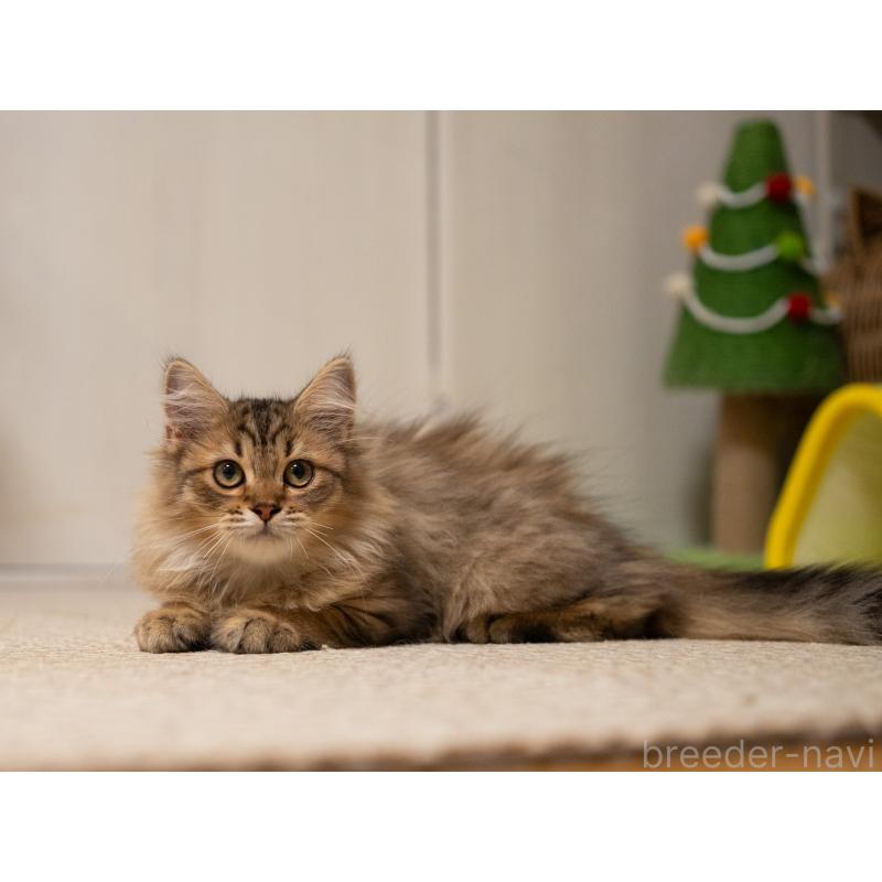 販売中の大阪府のサイベリアン-127476の7枚目