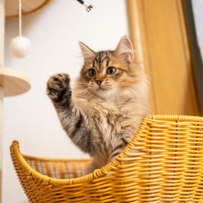 販売中の大阪府のサイベリアン-127476の6枚目