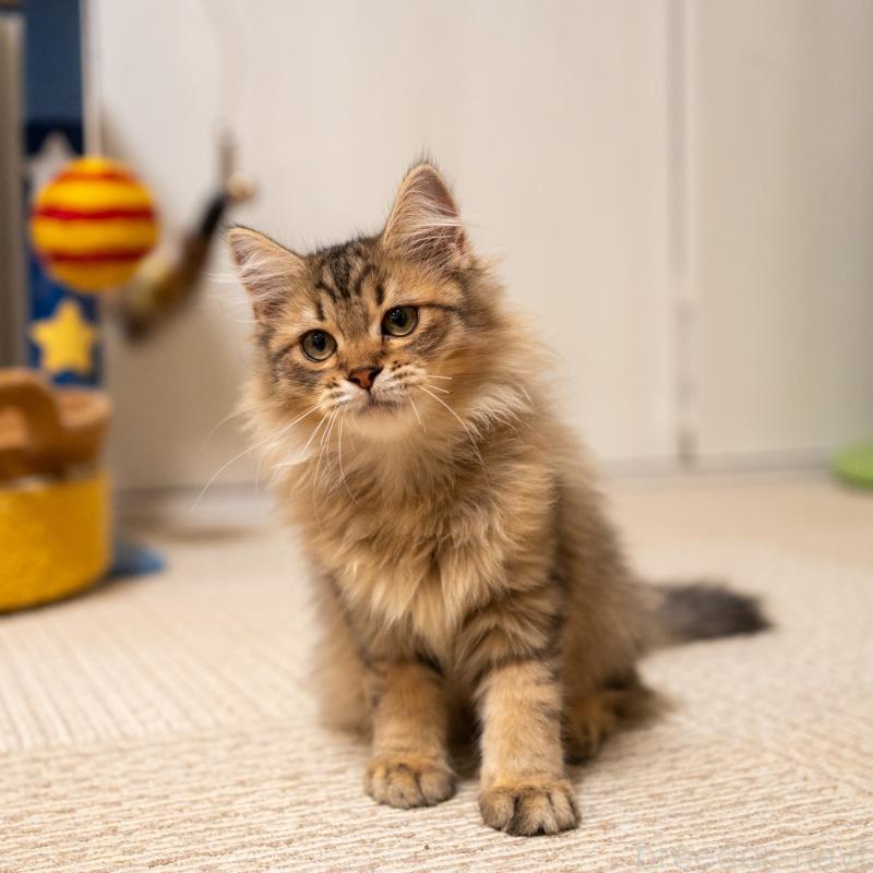 販売中の大阪府のサイベリアン-127476の5枚目