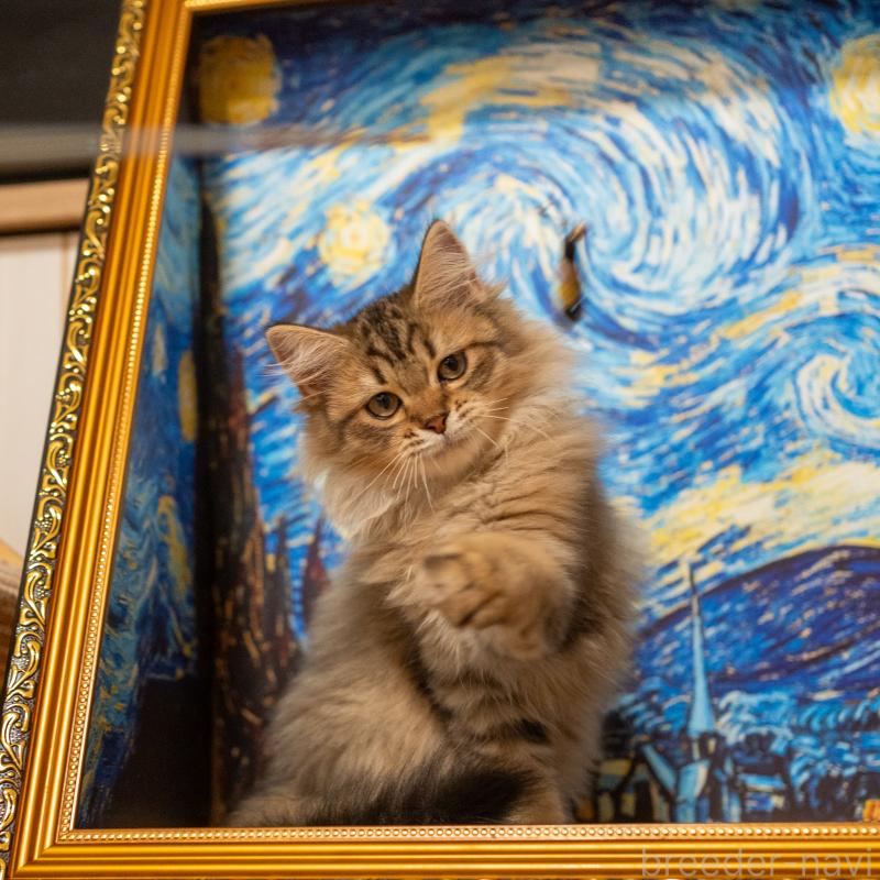 販売中の大阪府のサイベリアン-127476の4枚目