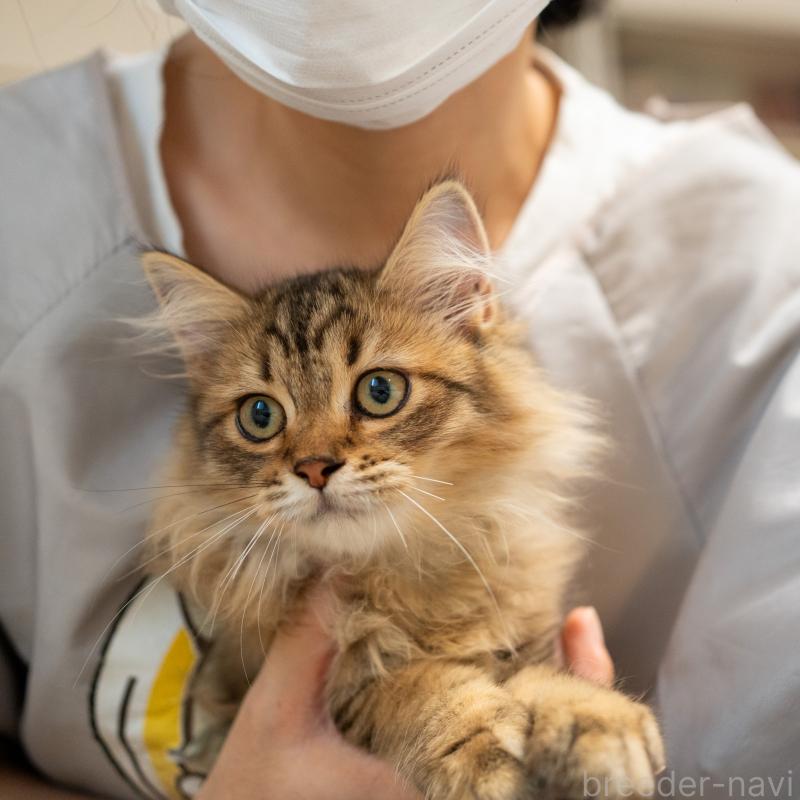 販売中の大阪府のサイベリアン-127476の3枚目