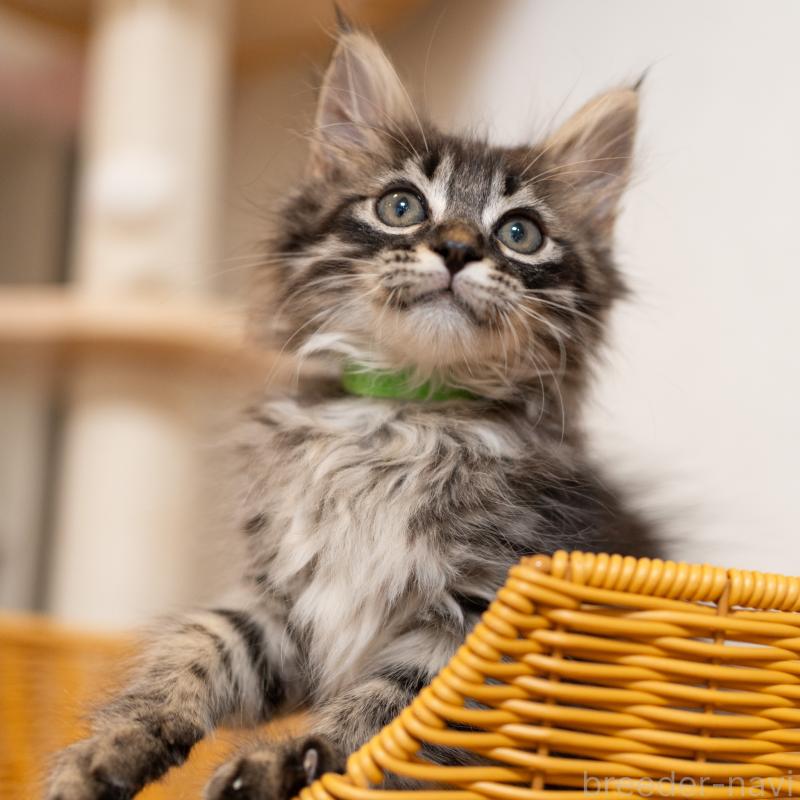 成約済の大阪府のサイベリアン-127640の10枚目