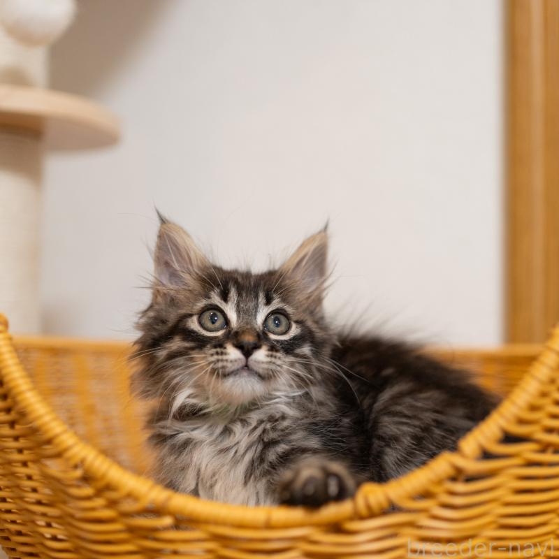 成約済の大阪府のサイベリアン-127640の8枚目