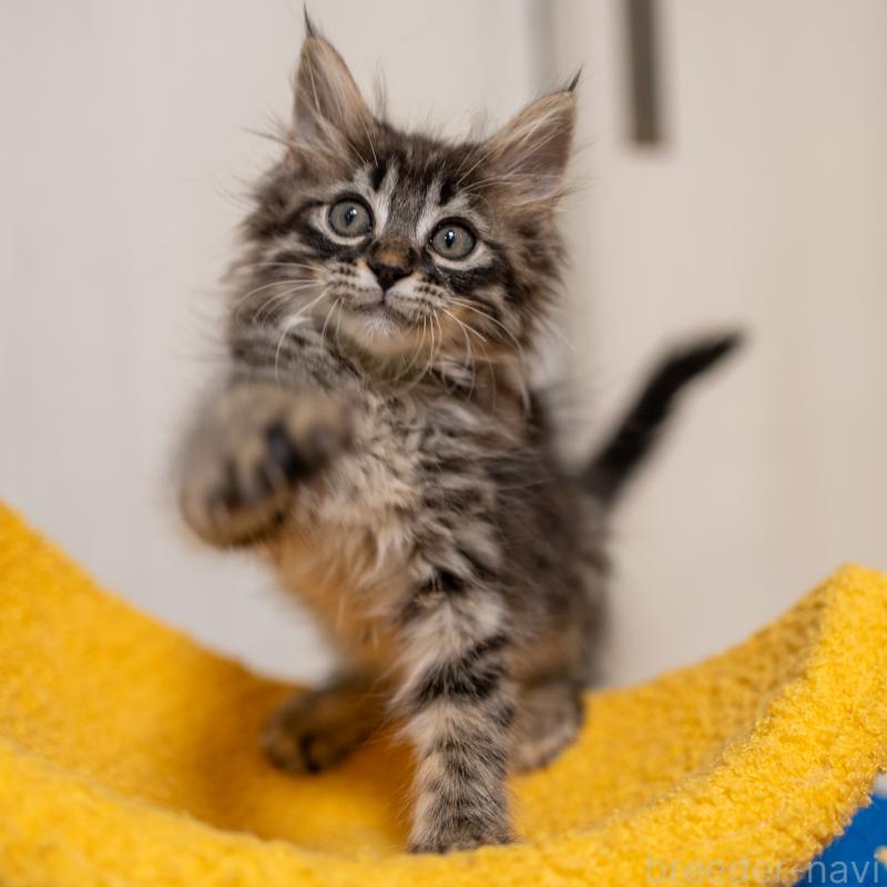 成約済の大阪府のサイベリアン-127640の7枚目