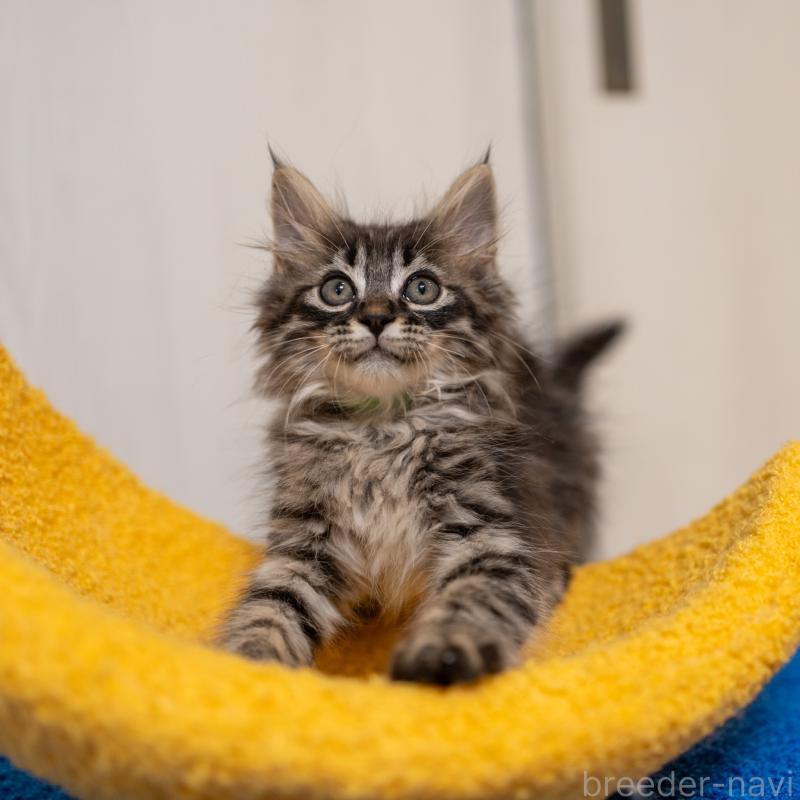 成約済の大阪府のサイベリアン-127640の6枚目