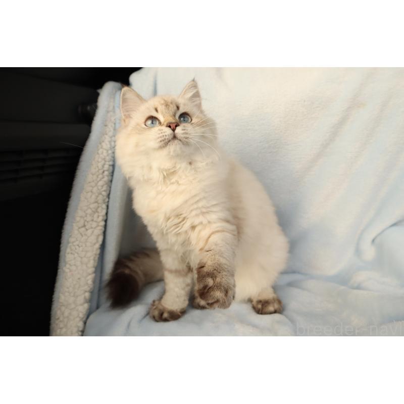 販売中の東京都のブリティッシュショートヘア-127517の3枚目