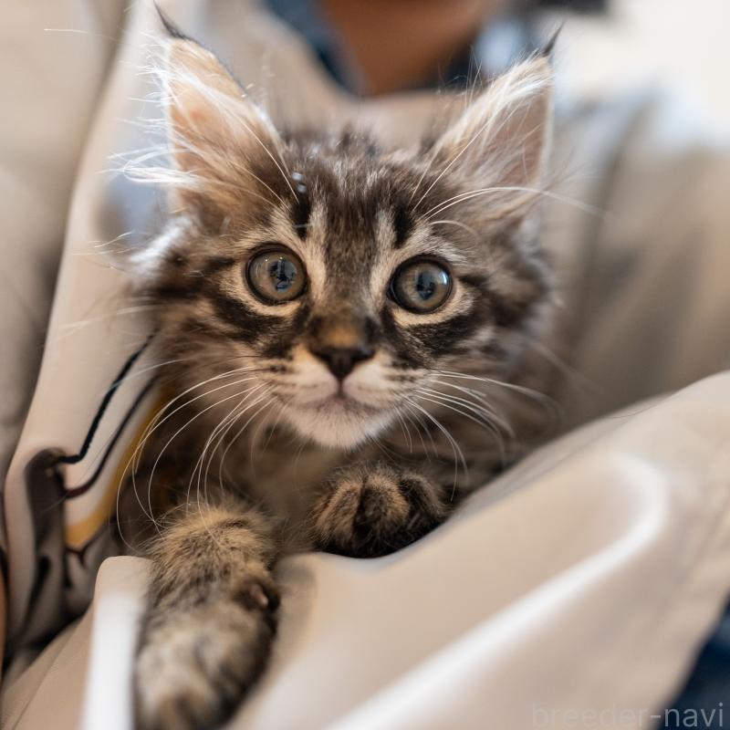 成約済の大阪府のサイベリアン-127640の5枚目