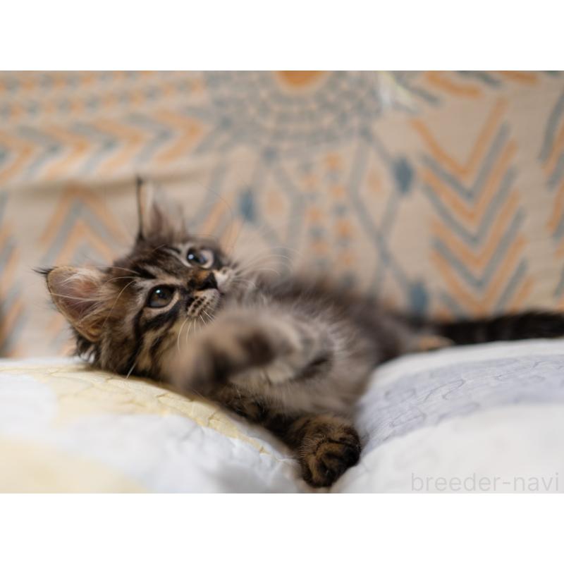 成約済の大阪府のサイベリアン-127640の3枚目