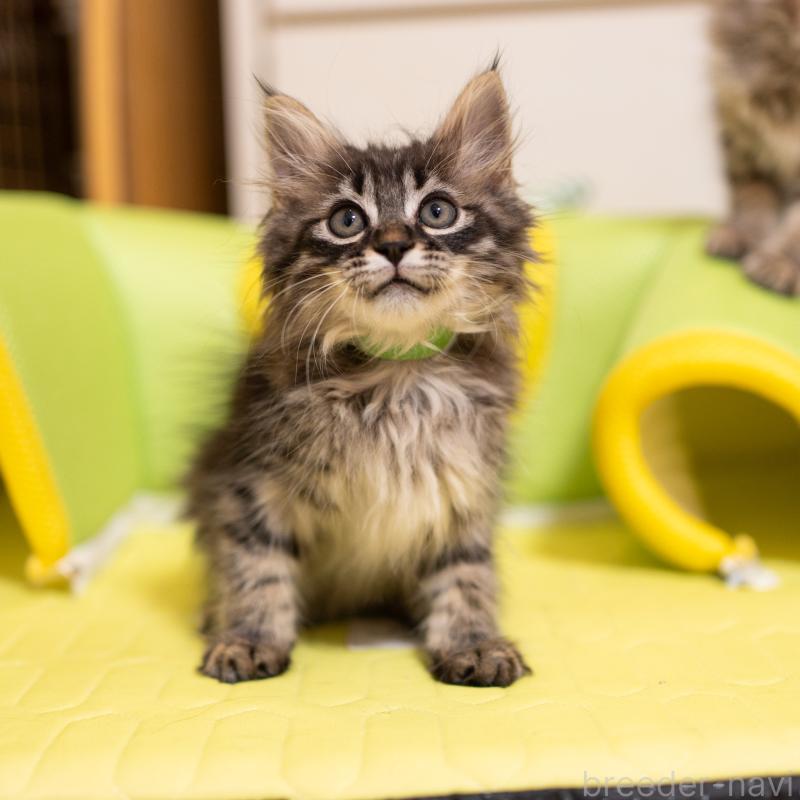 成約済の大阪府のサイベリアン-127640の2枚目