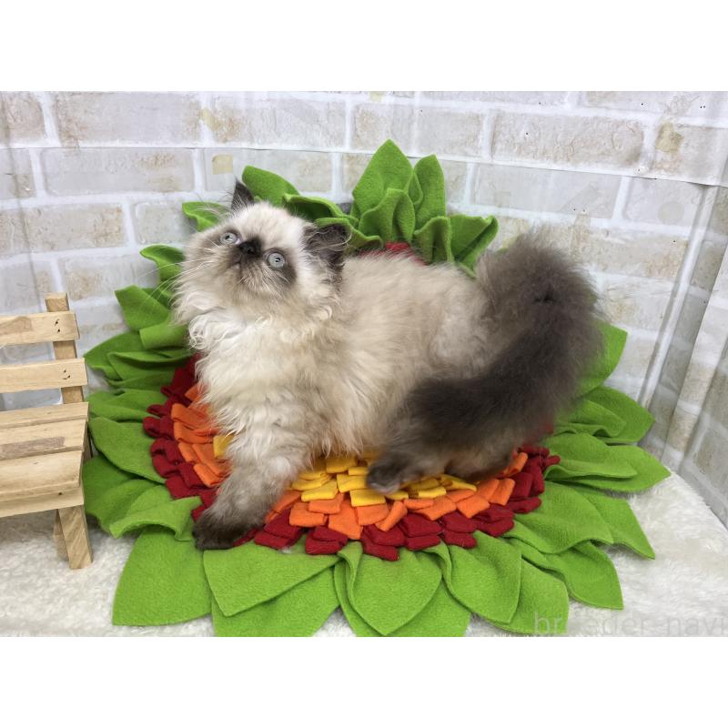 成約済の東京都のエキゾチックロングヘア-126960の2枚目