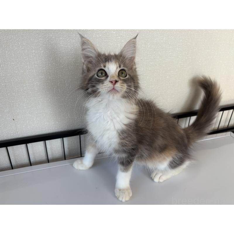 販売中の東京都のメインクーン-126959の1枚目