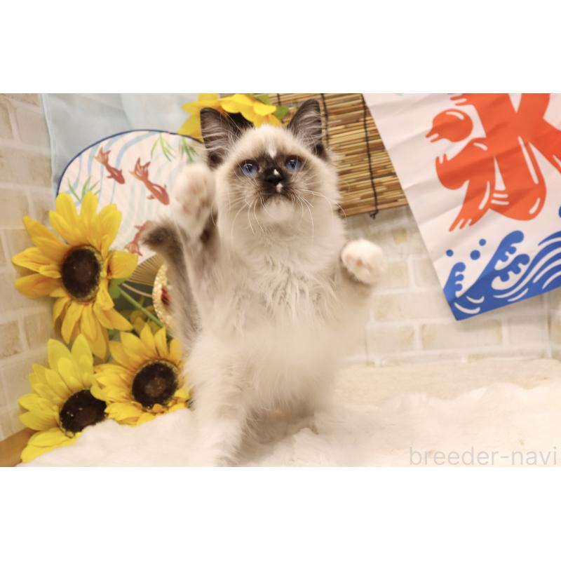 成約済の東京都のラグドール-121234の5枚目