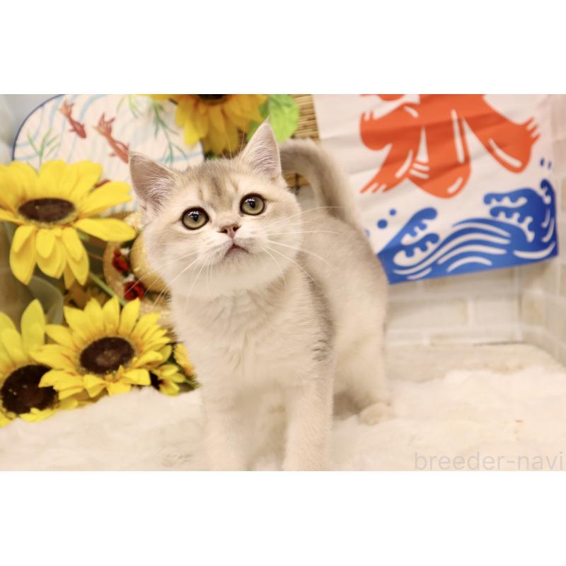 成約済の東京都のブリティッシュショートヘア-120619の1枚目