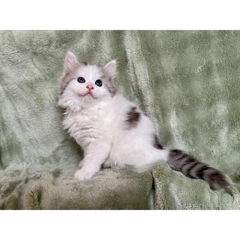 販売中の東京都のサイベリアン-124006の3枚目