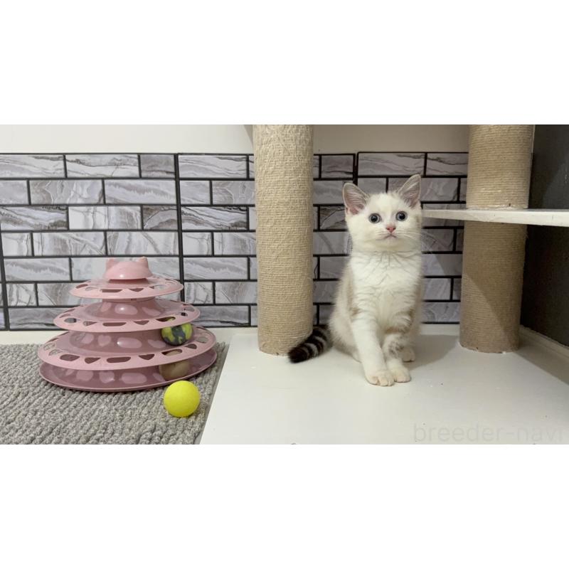 販売中の福岡県のマンチカン-129359の5枚目