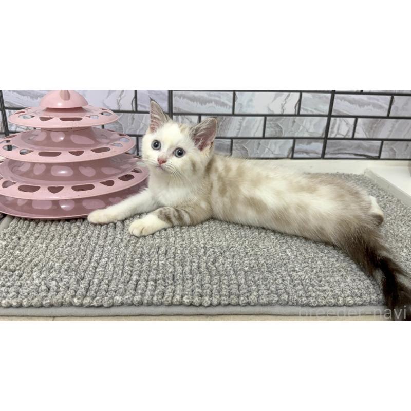 販売中の福岡県のマンチカン-129359の4枚目
