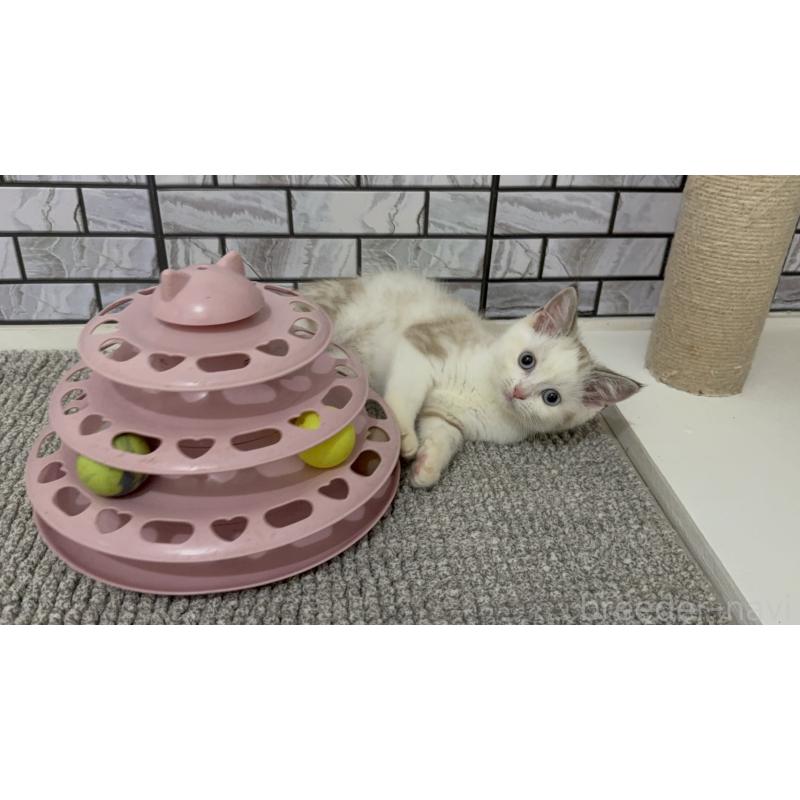 販売中の福岡県のマンチカン-129359の3枚目