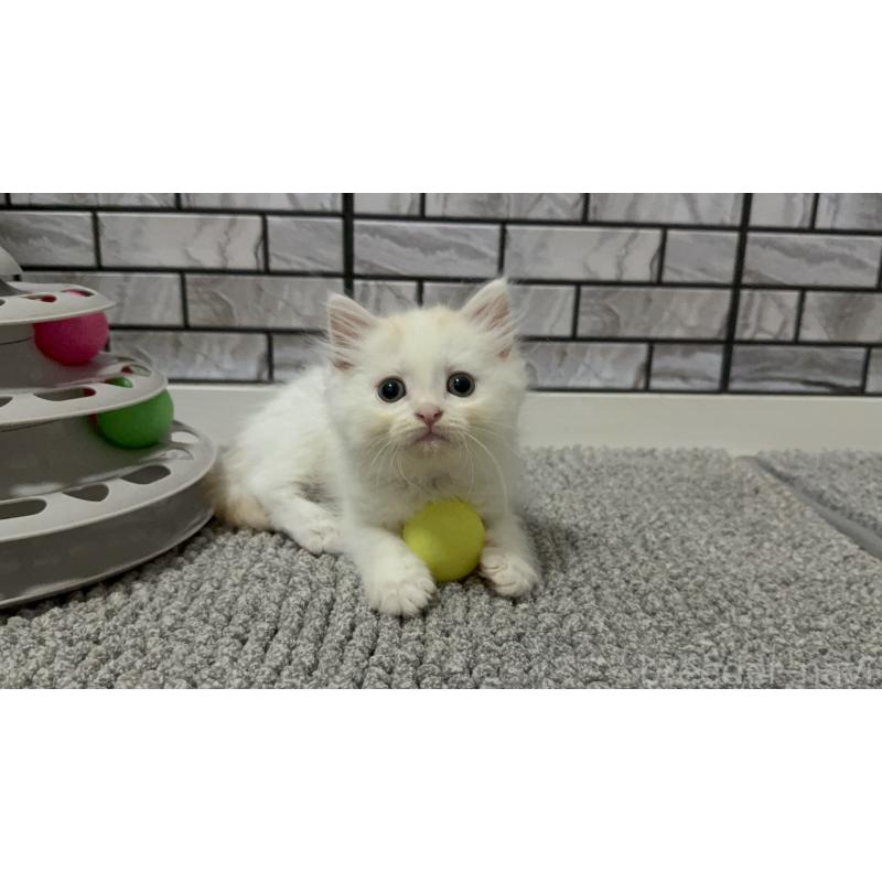 販売中の福岡県のマンチカン-129360の5枚目