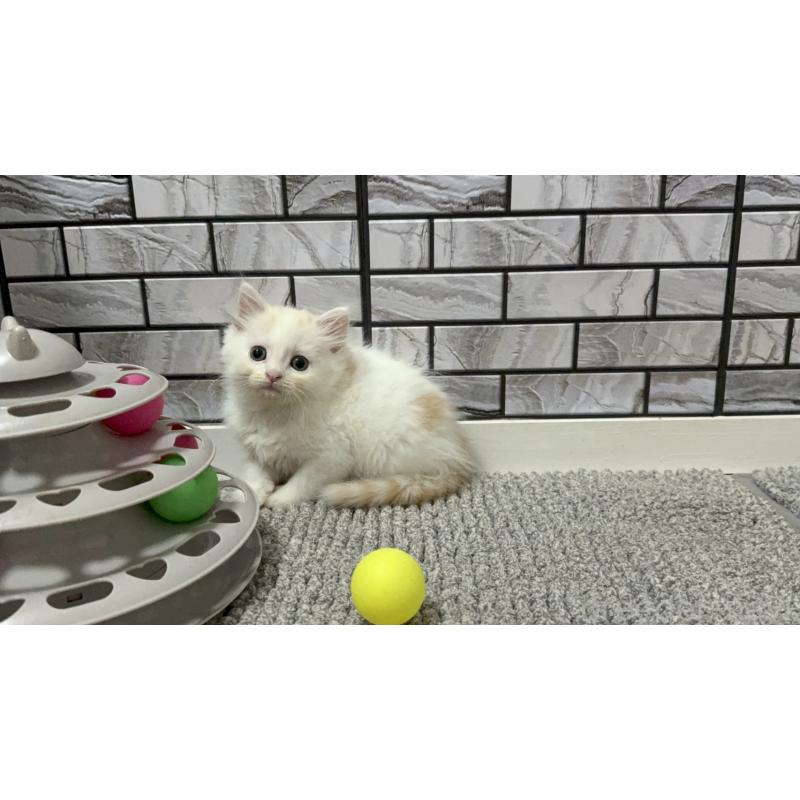 販売中の福岡県のマンチカン-129360の4枚目
