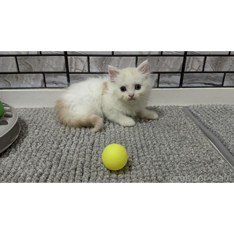 販売中の福岡県のマンチカン-129360の3枚目