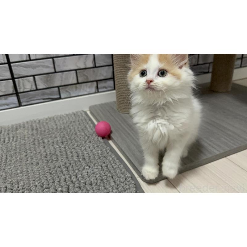 販売中の福岡県のマンチカン-129361の5枚目