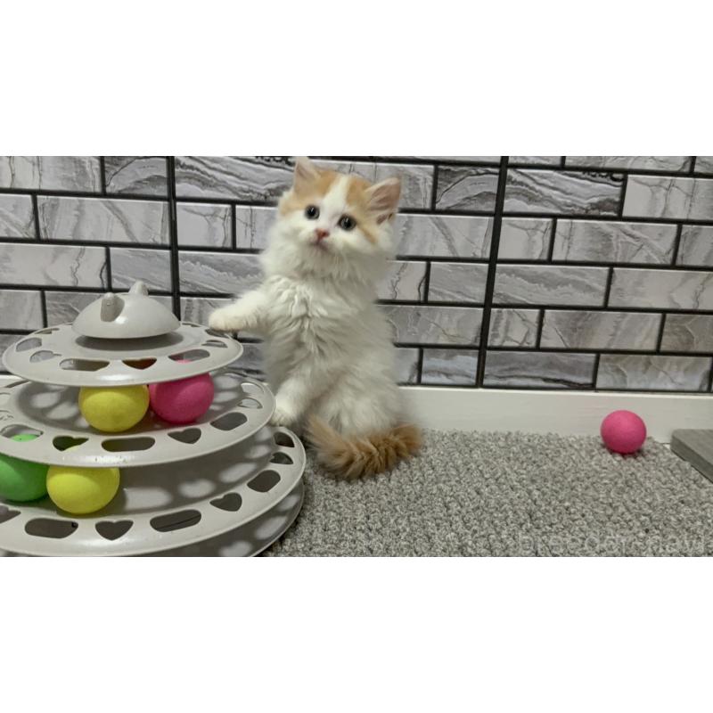 販売中の福岡県のマンチカン-129361の4枚目