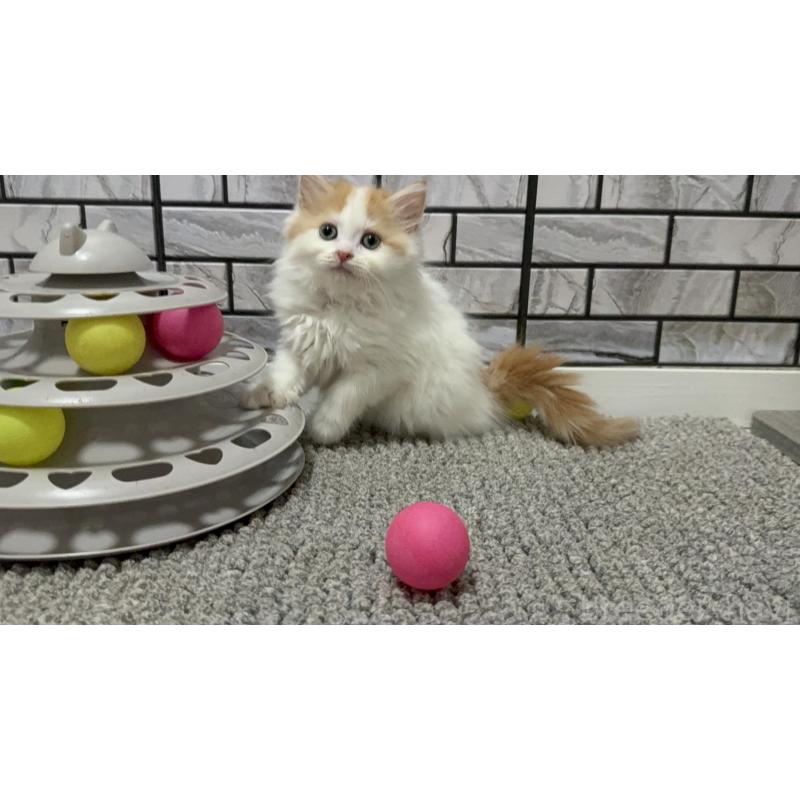 販売中の福岡県のマンチカン-129361の2枚目