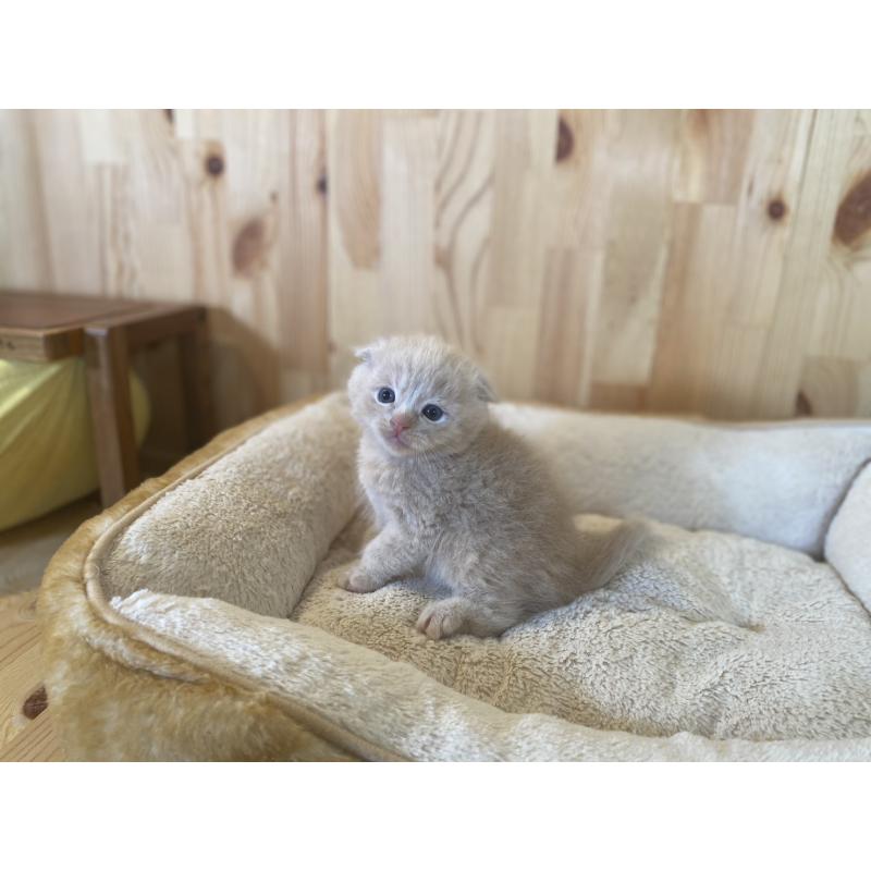 販売中の長野県のスコティッシュフォールド(折れ耳)-129368の8枚目