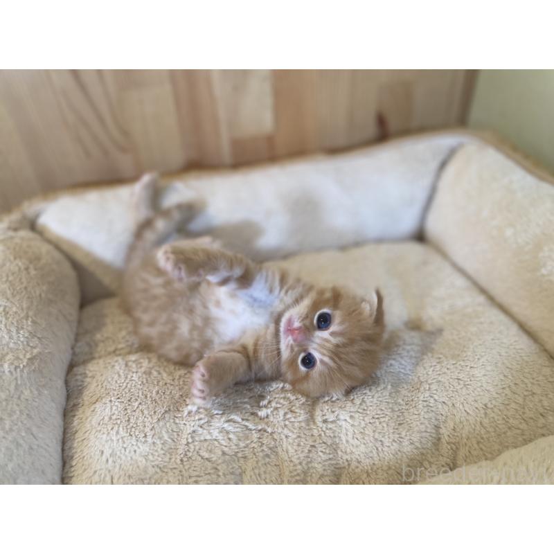 販売中の長野県のスコティッシュフォールド(折れ耳)-129370の9枚目